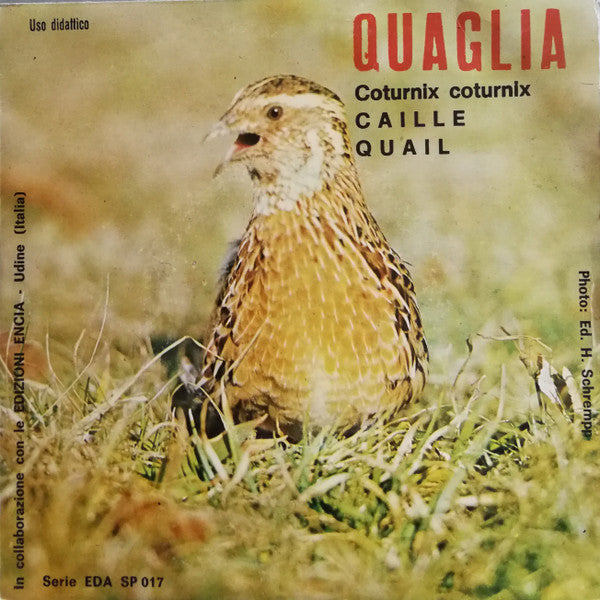 No Artist - Quaglia (Coturnix Coturnix) (7")