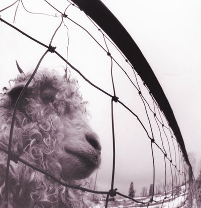Pearl Jam - Vs. (180gr)
