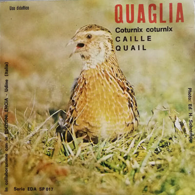 No Artist - Quaglia (Coturnix Coturnix) (7")