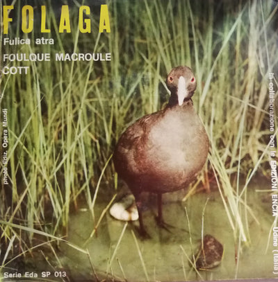No Artist - Folaga (Fulica Atra) (7")